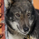 Illustration for article titled Were Still Murdering Sled Dogs
